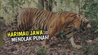 5 Facts About the Javan Tiger, the Jungle Striped Tiger That Refuses to Go Extinct!