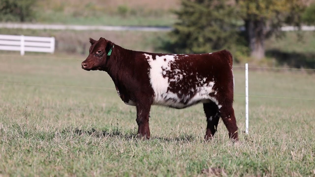 Lot 13. DSF St Sue 51N