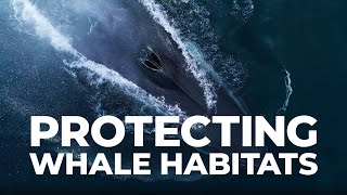 Protecting Whale Habitats in the St. Lawrence Estuary