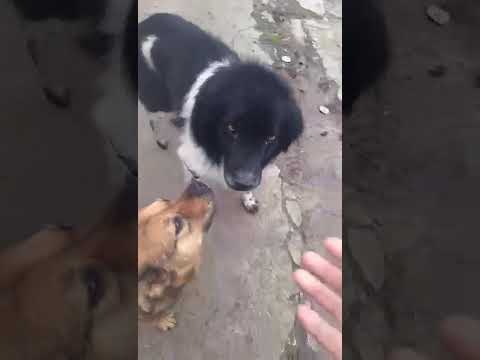 Amigo sucht Menschenkontakt 🙏🏻