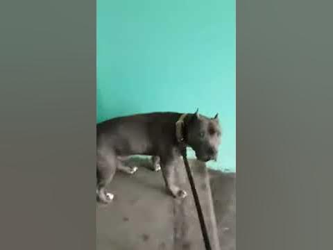Стаф - YouTube