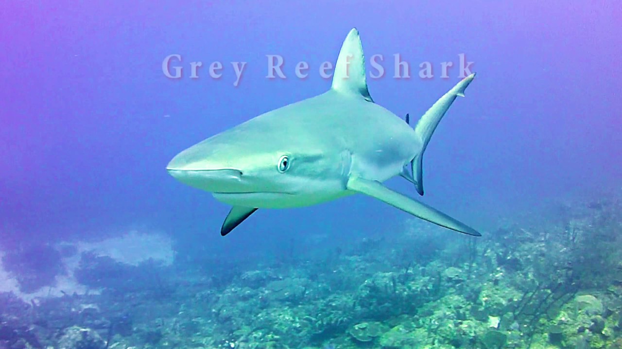 Grey Reef Sharks at Christmas - December 27th     Dive 3
