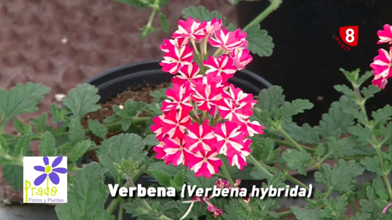 Featured image of post Cuidados Verbena Flor - Chegou a hora de realizar o sonho de.