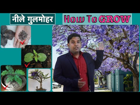 वीडियो: जकरंदा के पेड़ उगाना: कैसे लगाएं और एक जकरंदा पेड़ की देखभाल करें