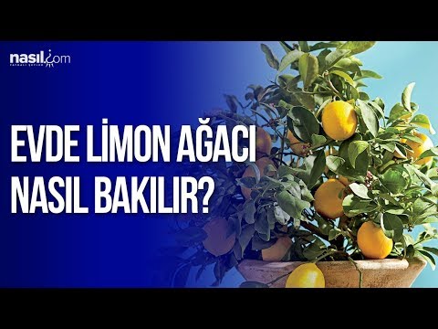 Video: Evde Limon Nasıl Beslenir? Meyve, Kış, Sonbahar Ve Diğer Mevsimlerde Bir Tencerede Limon Ağacı Nasıl Gübrelenir?