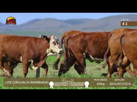 LOTE 42 - 6 VACAS INSEMINADAS