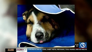 East Hampton Dog bitten by rattlesnake