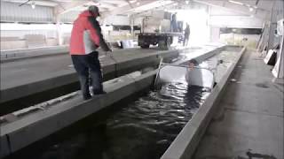 Wild Rose State Fish Hatchery - Going above and beyond to support Wisconsin's hatchery system!