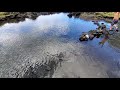 Wild Sea Turtle at Big Island Hawaii Hilo Side - Feb 2021