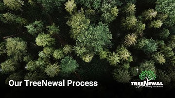 Our TreeNewal Process