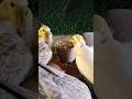 cockatiel singing parrot 🐦😍 #shorts #cockatiel #yellowcockatiel48