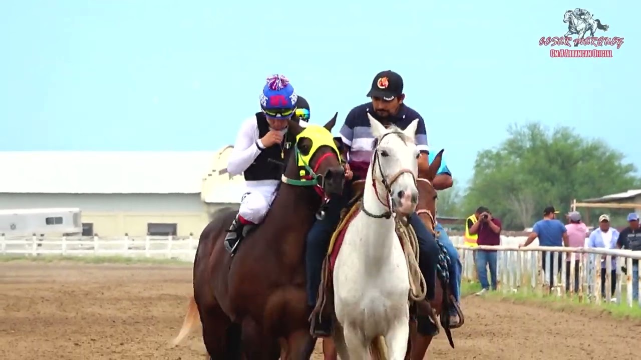 EL BELICON VS LA GATA 300 YDS