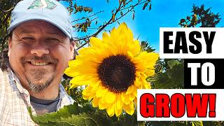 All About Sunflowers!