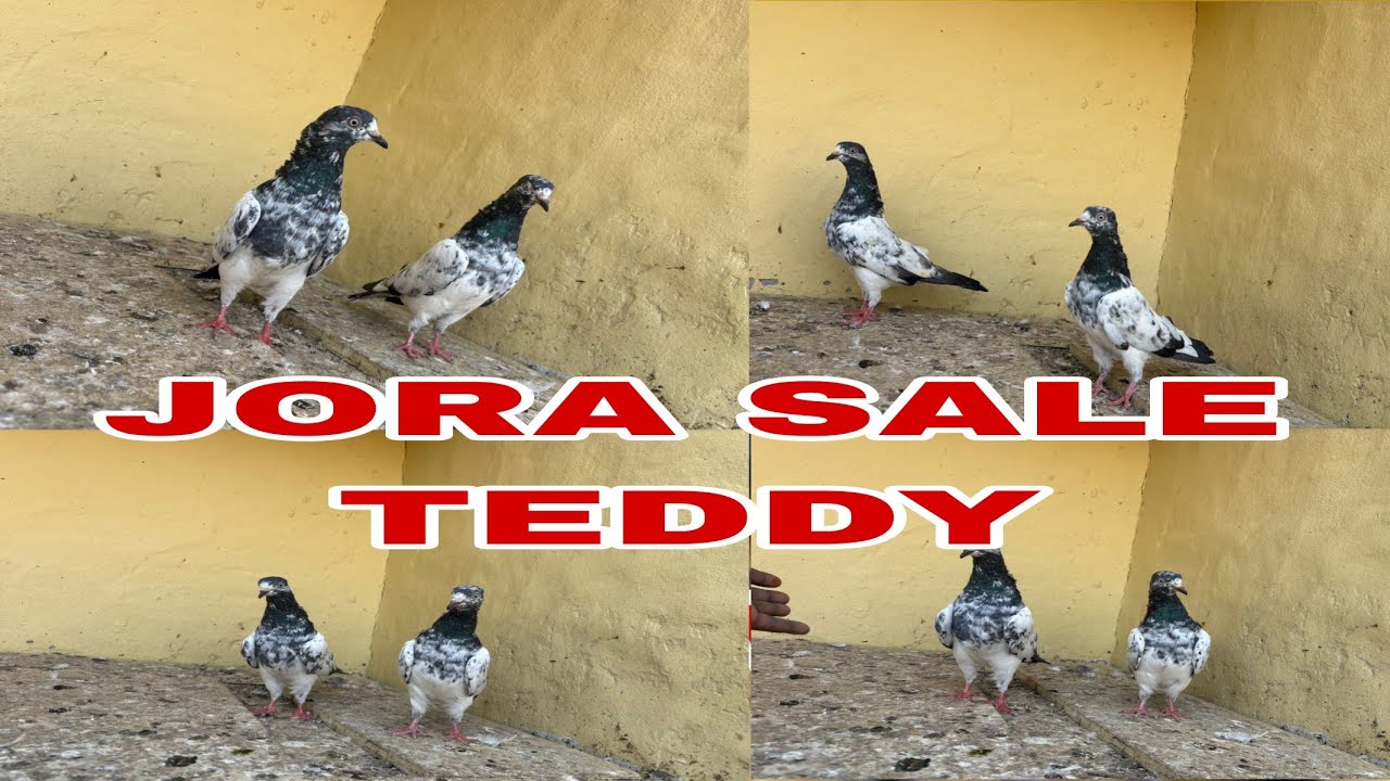 teddy jora for sale teddy pigeon lover jora sale All over India delivery 