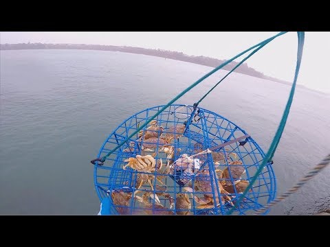 how to catch crab off a dock part 1