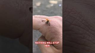 Lady bug has big rock stuck on it's leg. Can't fly. 🐞 #insects #shorts