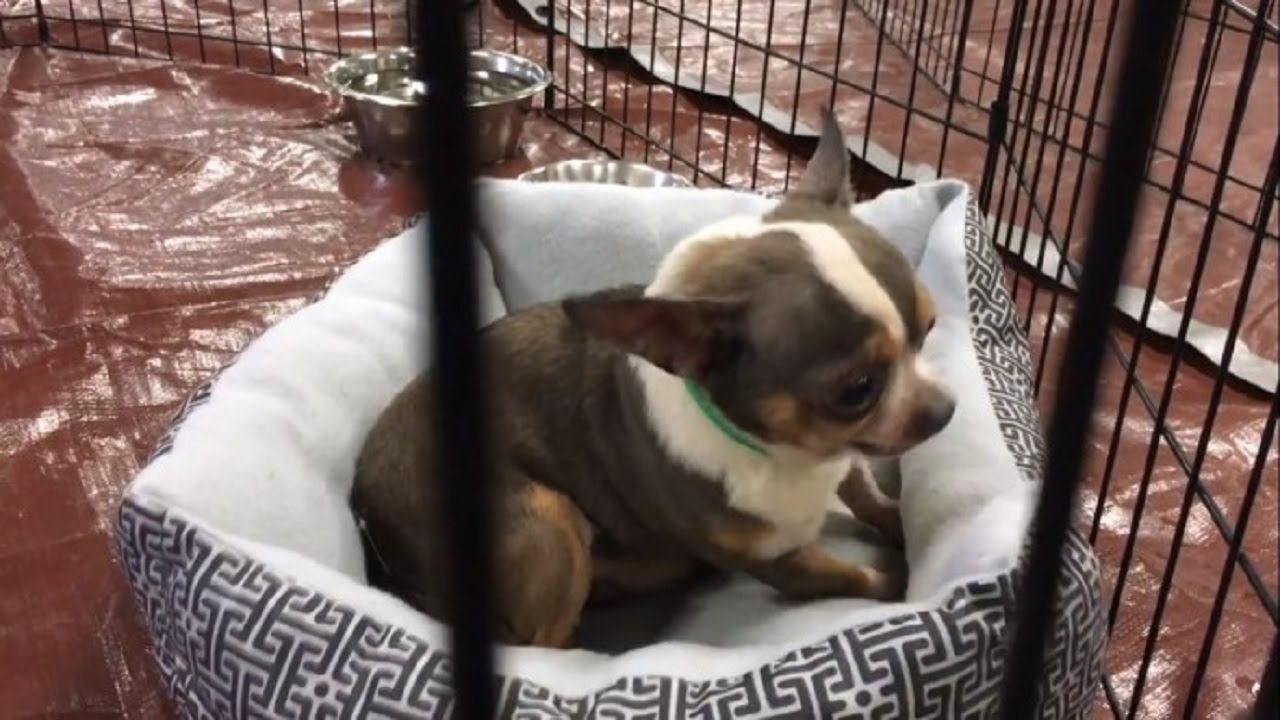 9 Year Old Chihuahua Saved From Puppy Mill Can’t Believe He Finally Has