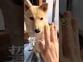 誓っても犬#警戒#吠える犬#保護犬と暮らす
