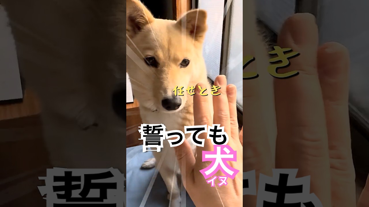 誓っても犬#警戒#吠える犬#保護犬と暮らす