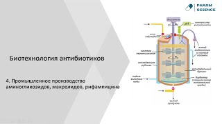 Биотехнология аминогликозидов, макролидов | лекция 5 | Pharm Science