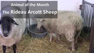 Rideau Arcott Sheep - Canada Agriculture and Food Museum