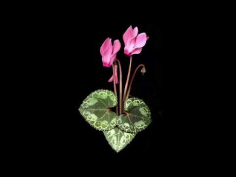 ดอกไซคลาเมน - กาพย์ยานีวิถีดอกไม้งาม