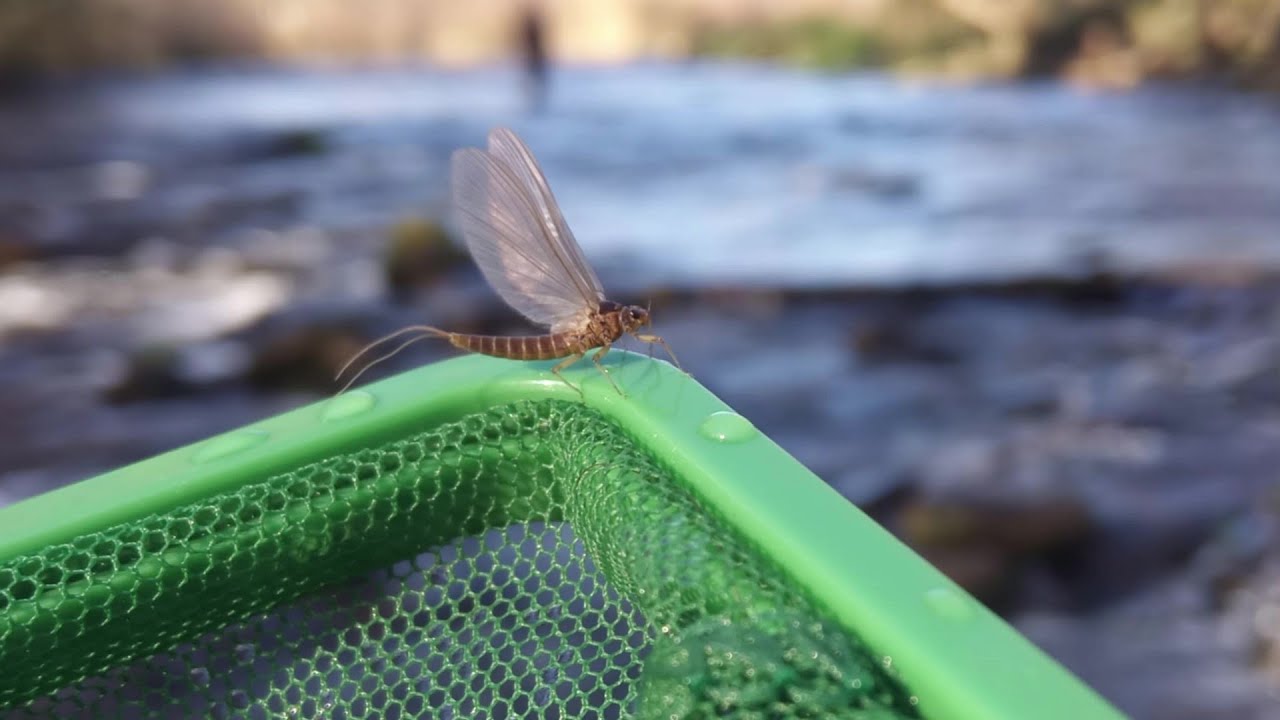 Efemera o Betido  La Tabaco