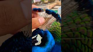 Playing With Peas Head Feathers So Soft & Serene