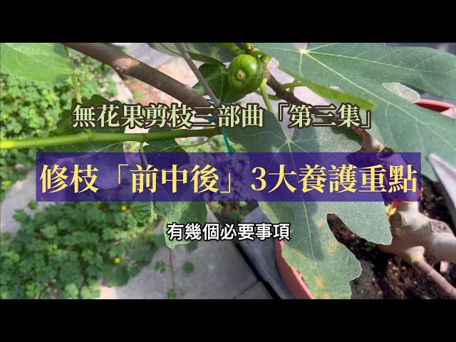 無花果修枝三部曲【第三集】修枝「前中後」3大養護重點:剪刀銳利、消毒和癒合劑、生長激素與施肥