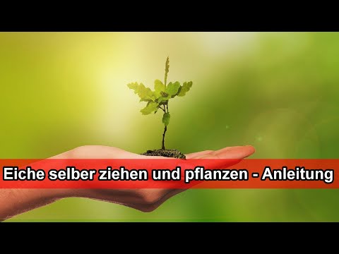 Video: Wie Züchte Ich Eine Eiche? 23 Fotos Wie Pflanzt Man Einen Jungen Baum Richtig Auf Der Baustelle? Welche Erde Mag Er? Wie Füttern Und Schneiden?