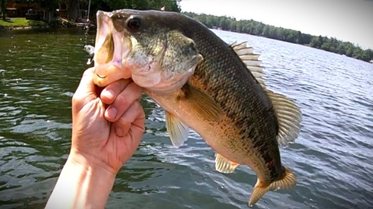 The Best Freshwater Fishing Lure Ever! Giant Fish All Day Long!  The Megabass Screwhead is Fire!