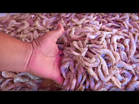 COOKING COCONUT CHICKEN SHRIMP IN 10 GREEN TENDER COCONUTS || HEALTHY FOOD PRAWNS RECIPE