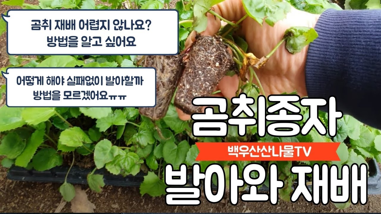 당귀, 곰취 씨앗 파종 준비 9