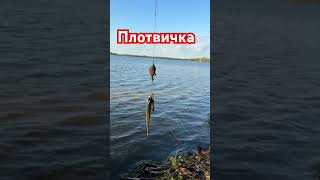Уловистая Снасть для Рыбалки #рыбалка #fishing #carpfishing #карп #carp #рыба