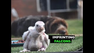 Training falcons for falconry / imprinting