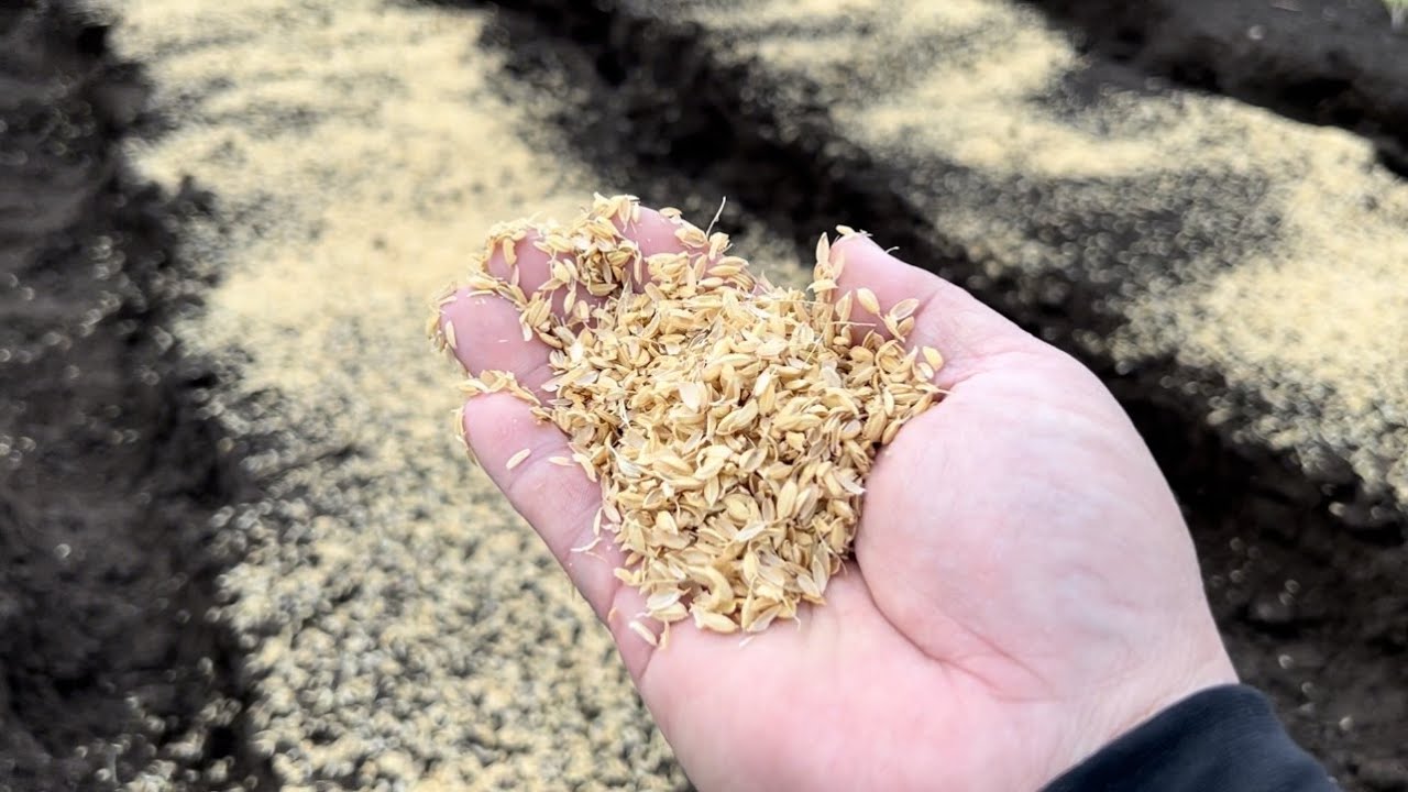 籾殻の使い道は畑にあり!今すぐ使える「籾殻の活用術」【ダイコン栽培・種まき編】23/9/16 - YouTube