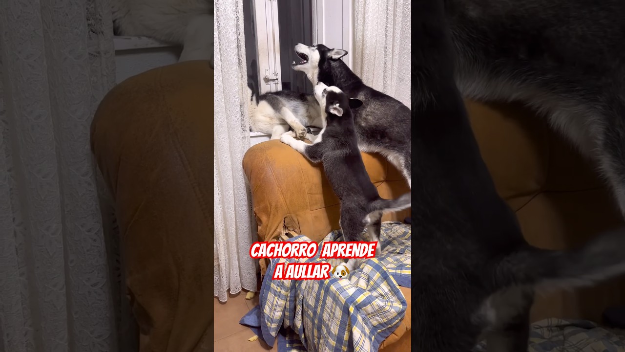 Cachorro Aprende A Aullar