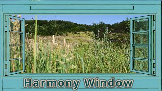 Nature's Tranquil Harmony. A Relaxing Journey