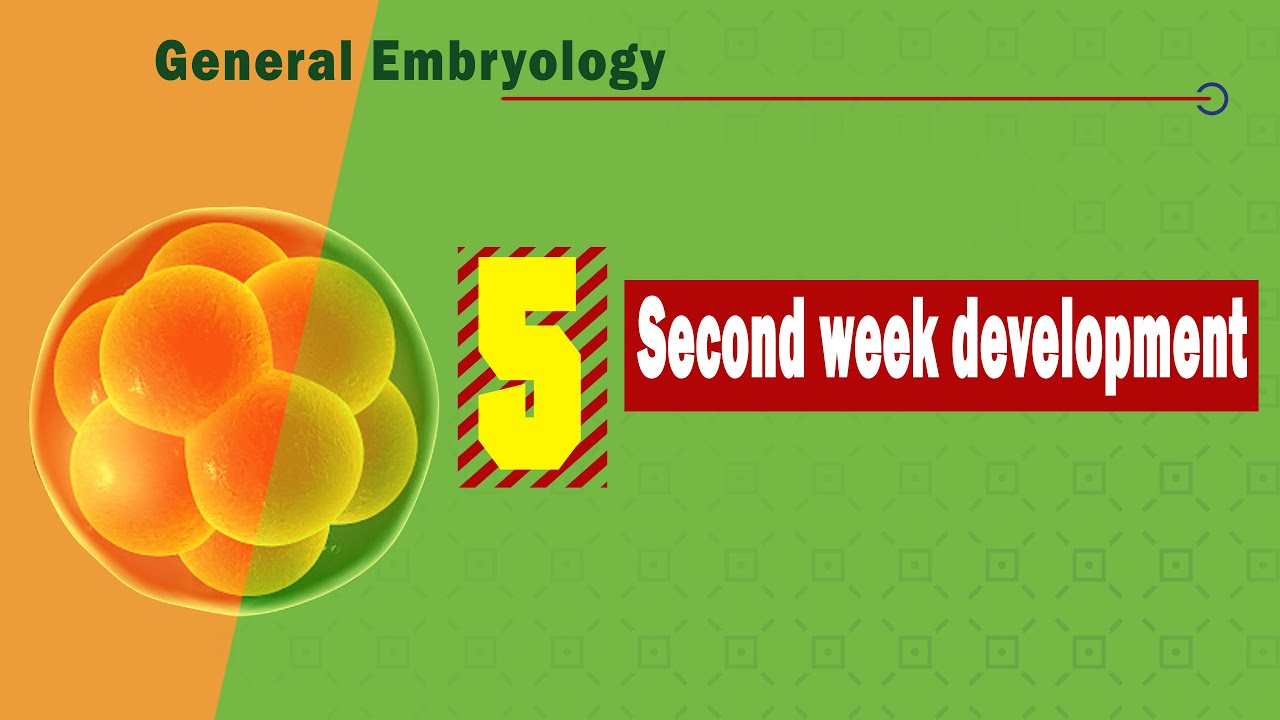 𝟎𝟓. 𝐒𝐞𝐜𝐨𝐧𝐝 𝐰𝐞𝐞𝐤 𝐨𝐟 𝐝𝐞𝐯𝐞𝐥𝐨𝐩𝐦𝐞𝐧𝐭 2️⃣ 🧬 (التطور الجنينى فى الأسبوع الثانى)