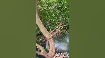 Cô Yến già yếu cần tiền chữa bệnh đành bán đất vườn view suối có thổ cư kế KDL Suối Đá ở BRVT#shorts