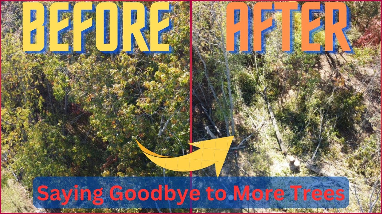 Saying Goodbye to More Trees - Removing a 35-year-old oak tree. - YouTube