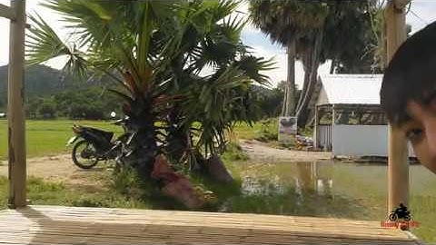 CÂY THỐT NỐT HÌNH TRÁI TIM [ CÂY TÌNH YÊU ] 2018