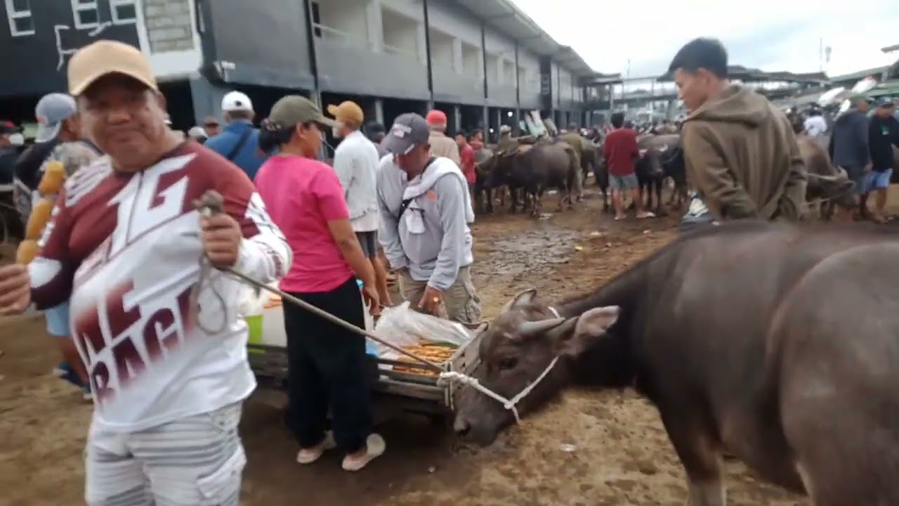 Marami kalabaw.(Feb. 13, 2026) #viralvideo #livestock #carabao #buffalo #animals 