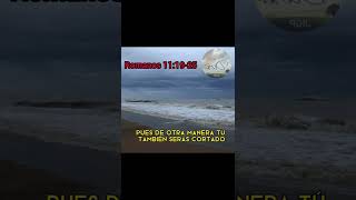 Promesas de Dios 46, Romanos 11:19-25 #Dios #Cristo #Biblia