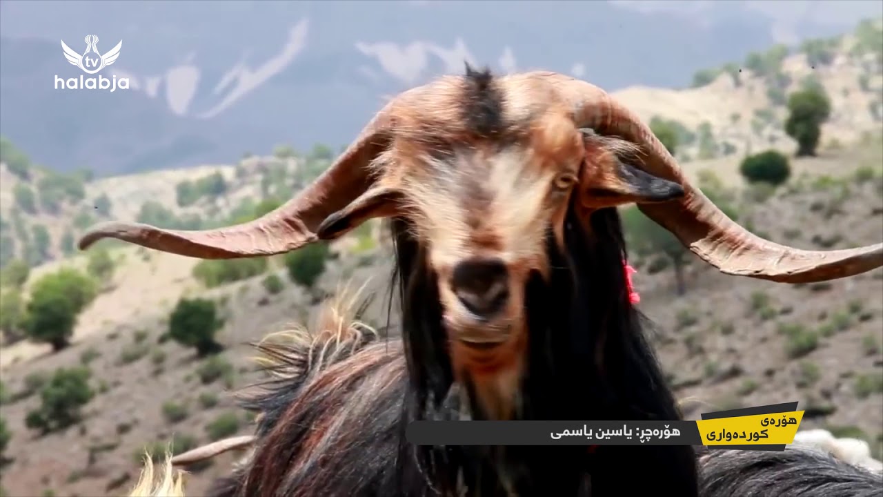 هۆره‌ی كوده‌واری-هۆره‌ چڕ: یاسین یاسمی