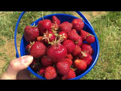 Видео: Butler's Orchard: семейная ферма в Джермантауне, штат Мэриленд