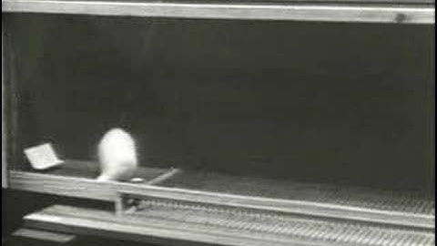 Brain Mechanisms of Pleasure and Addiction