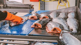 How Salmon Fillet Are in Factory - Salmon Processing With Modern Lines  - Automatic Fish Processing