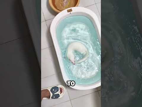 لن تصدق أي حوض استحمام اختاره هذا المنك