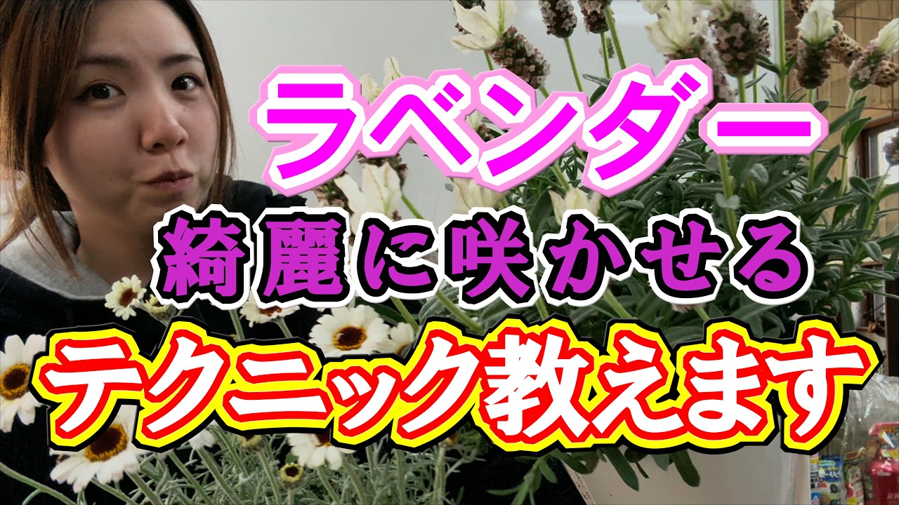 この植え方で最高にラベンダーが綺麗になります【キク科限定テクニック】
